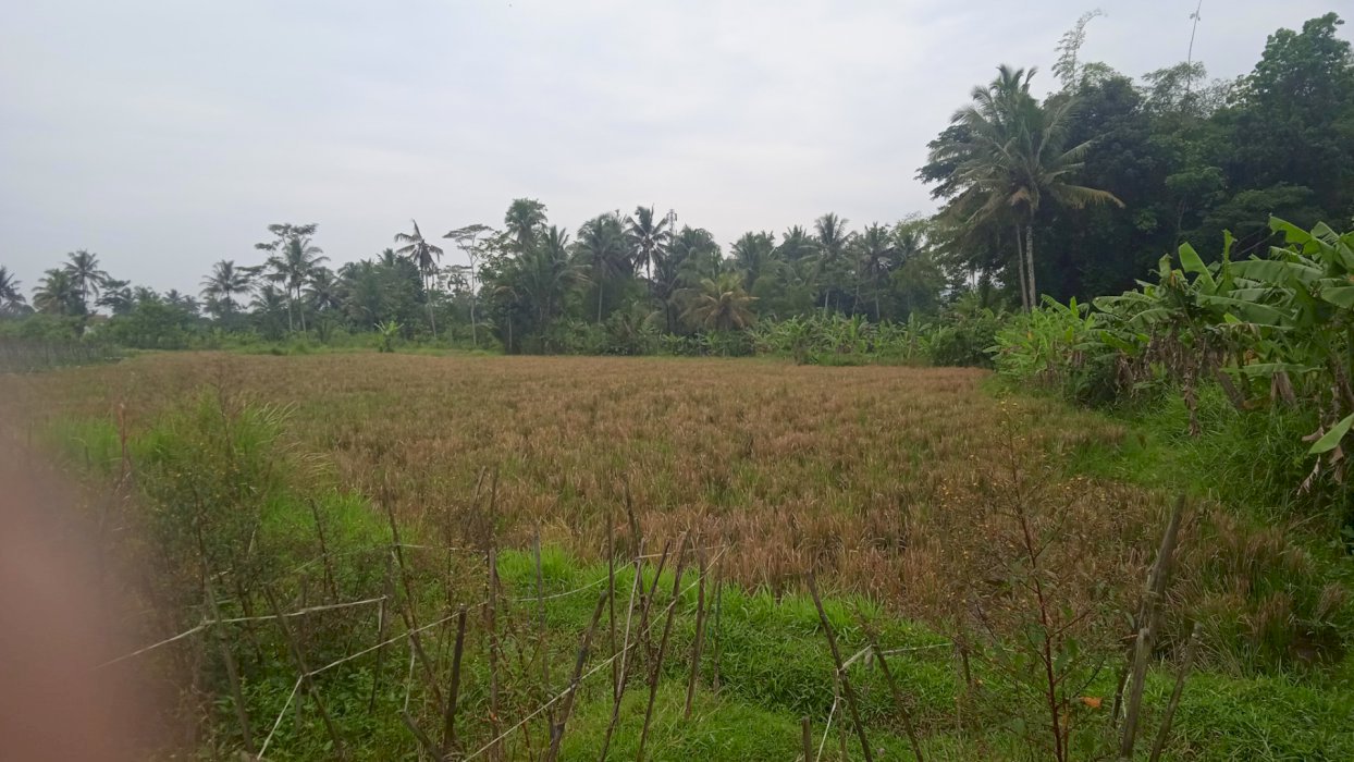 Tanah sawah produktif