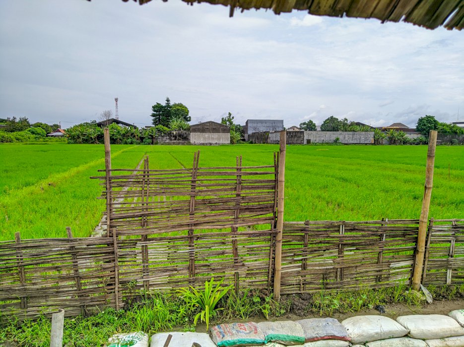 Tanah Sawah