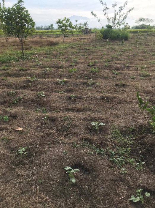 Di Jual Tanah Perkebunan