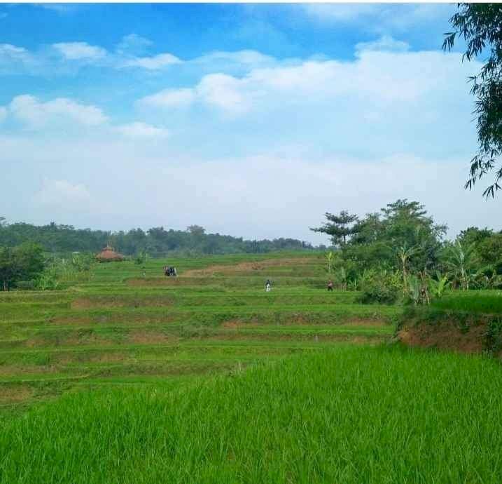 Jual sawah belum sertivikat