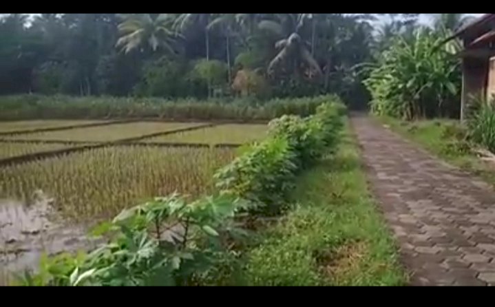 Tanah Luas dekat Bandara Purbalingga, cocok untuk buat cluster perumahan