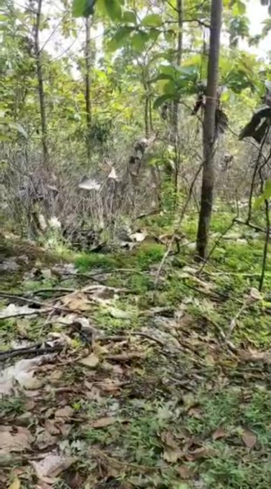 Dijual Tanah Beserta Pohon Jati, Sengon dan Jabon di Lereng Pegunungan