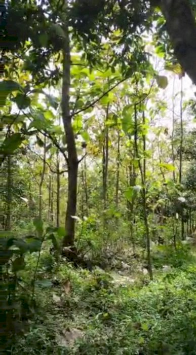 Dijual Tanah Beserta Pohon Jati, Sengon dan Jabon di Lereng Pegunungan