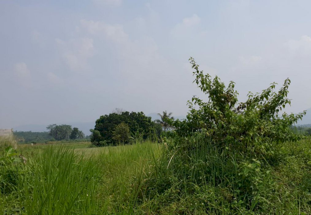 Dijual Tanah Strategis Lokasi Bogor Cocok Untuk Perumahan/Agro Bisnis