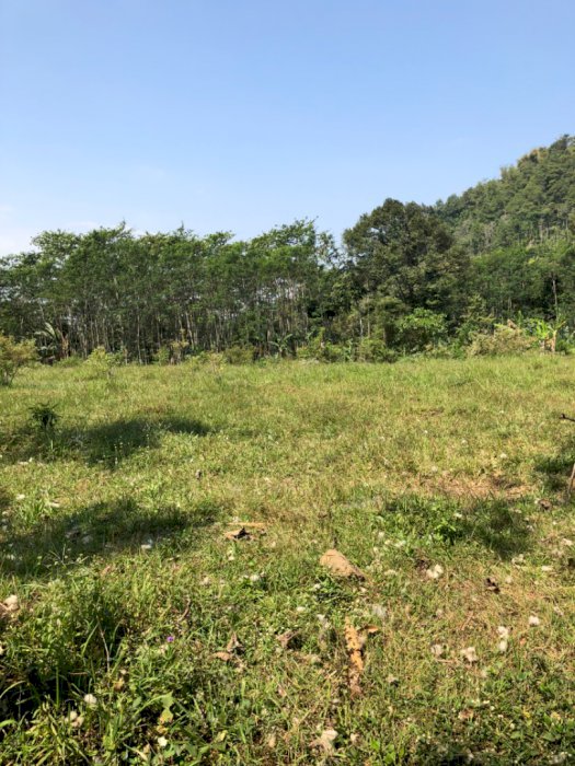 Dijual cepat sebidang Tanah di desa Jatisari Pasuruan Jawa Timur, BU.