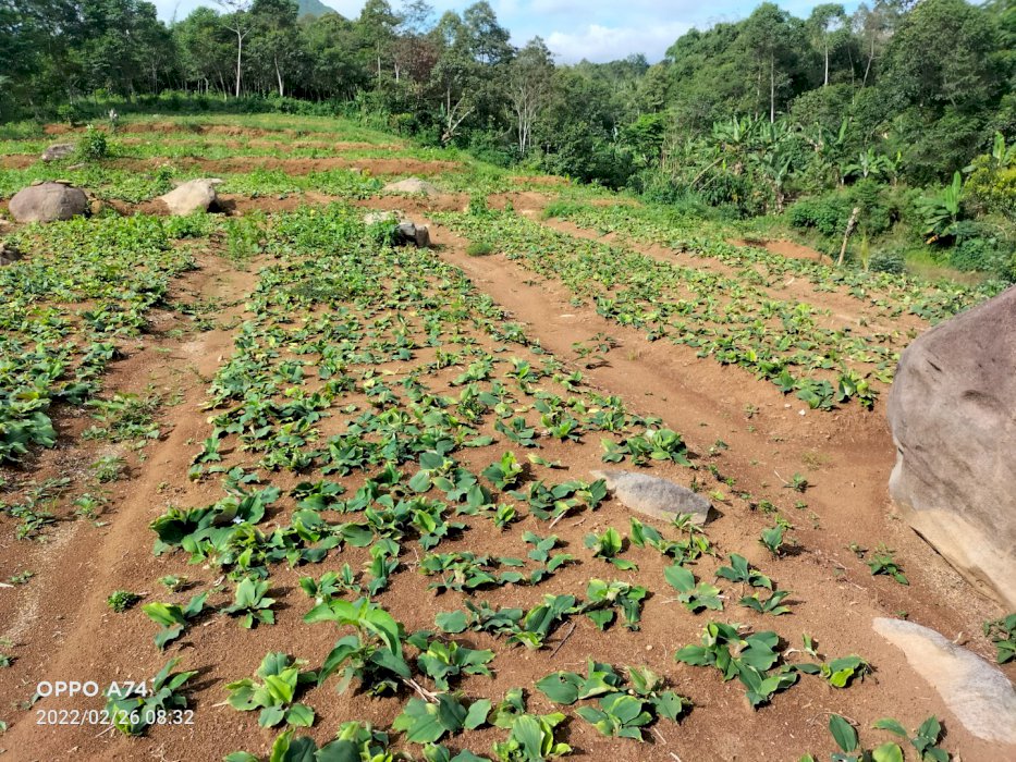 mnyewa kn tanah sewa prkebunanan