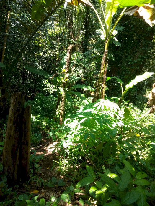 Land Lease in Buwit river side 10 mnts from Nyanyi Beach