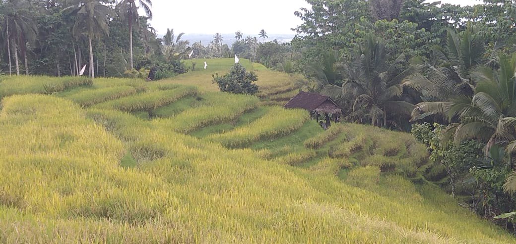 Jual Tanah Pertanian 36 Are Seaview dan Sawah Hijau di Wanagiri SelemadegÂ 