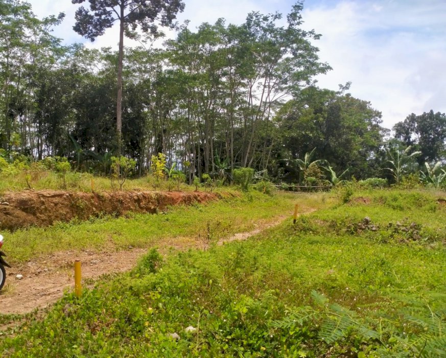 tanah murah podorejo ngaliyan harga di bawah NJOP