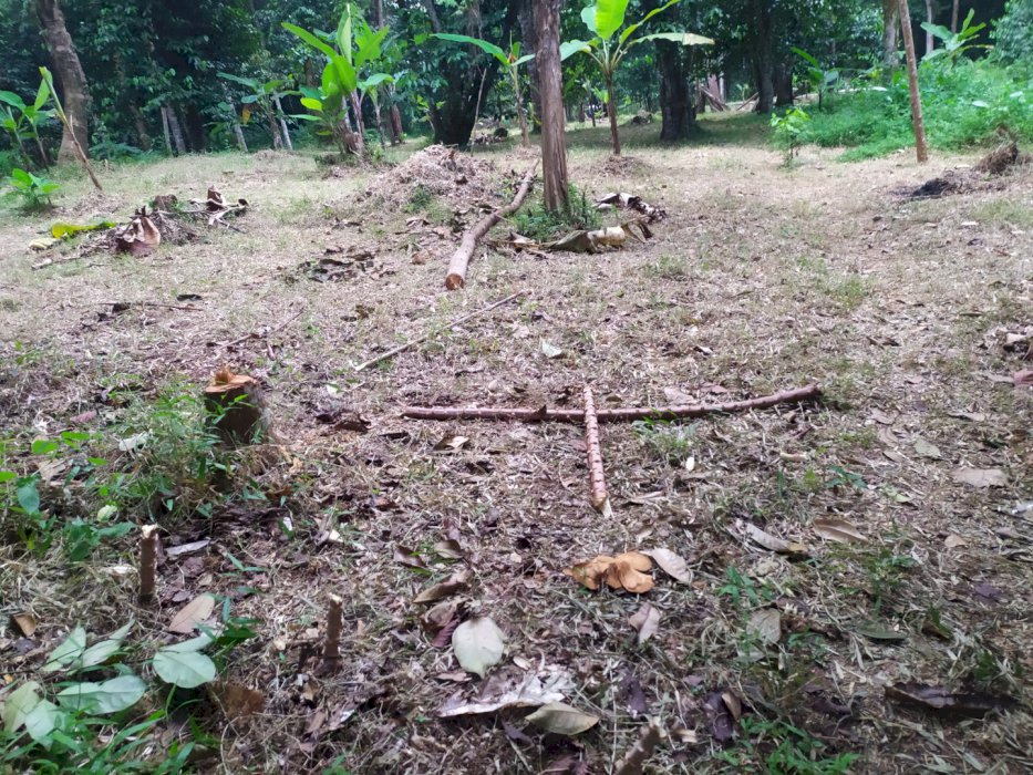 Invetasi tanah murah