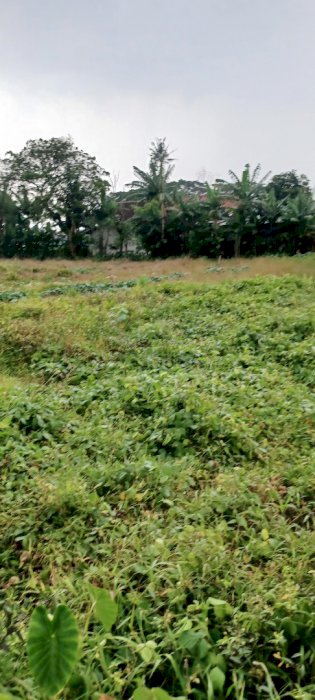 Jual Tanah darat harga Murah Cocok Untuk Di Bangun perumahan Cluster