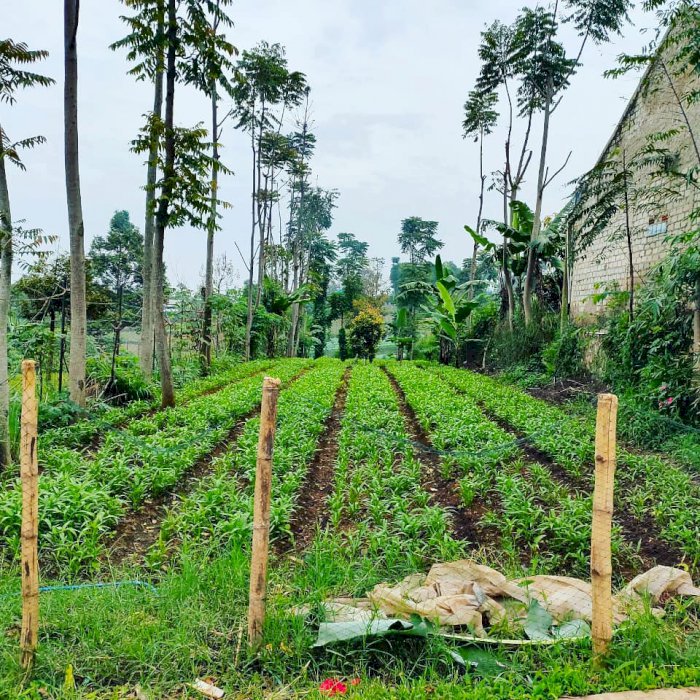 Tanah lokasi cipageran Cimahi Utara