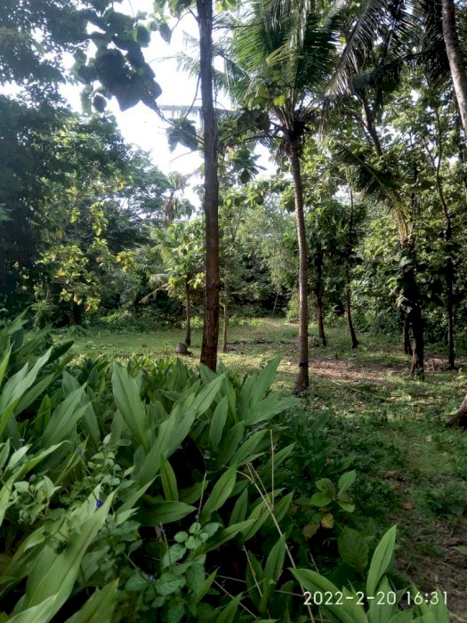 Jual tanah daerah Tanjung manis, anyer, banten