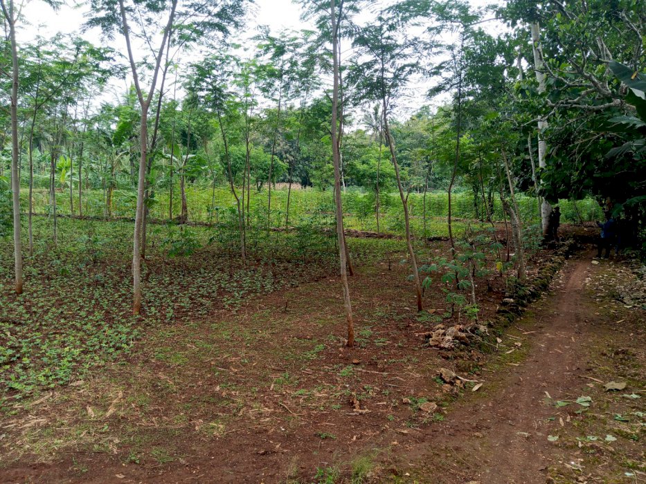 Tanah Pekarangan Datar Dekat Perkampungan