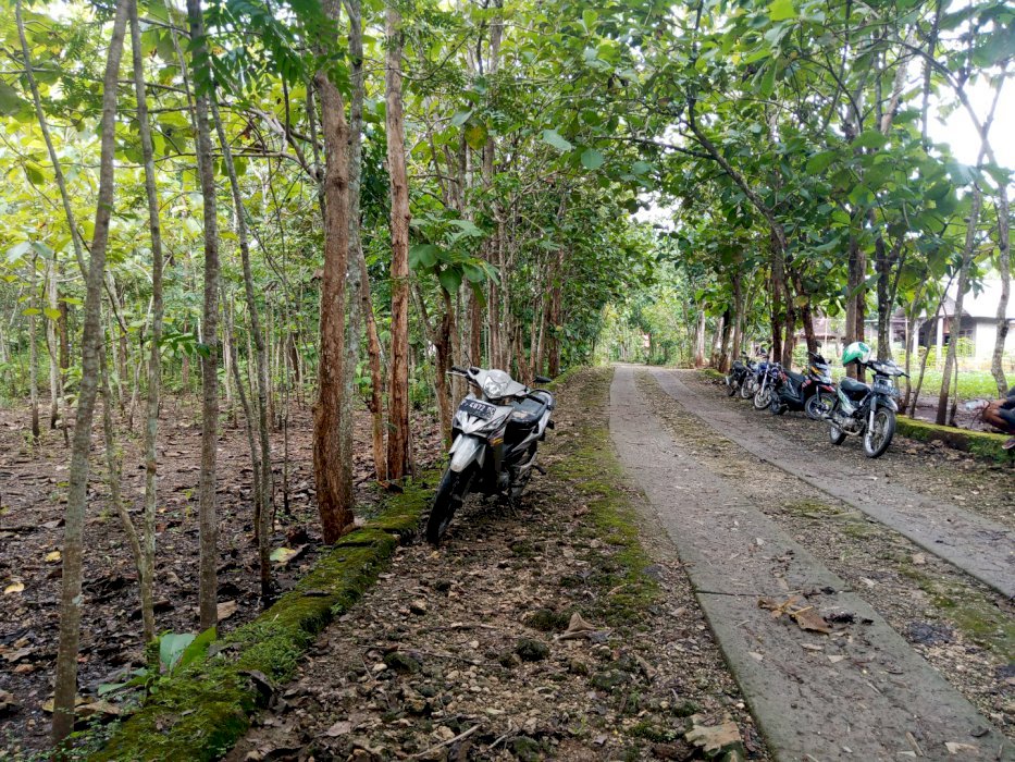 Tanah Pekarangan Datar full Pohon Jati dekat perkampungan