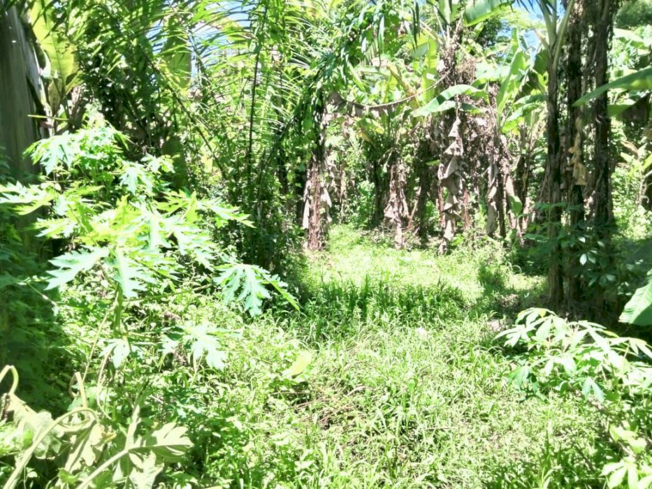 Tanah buc cocok untuk villa guest house lokasi pererenan canggu