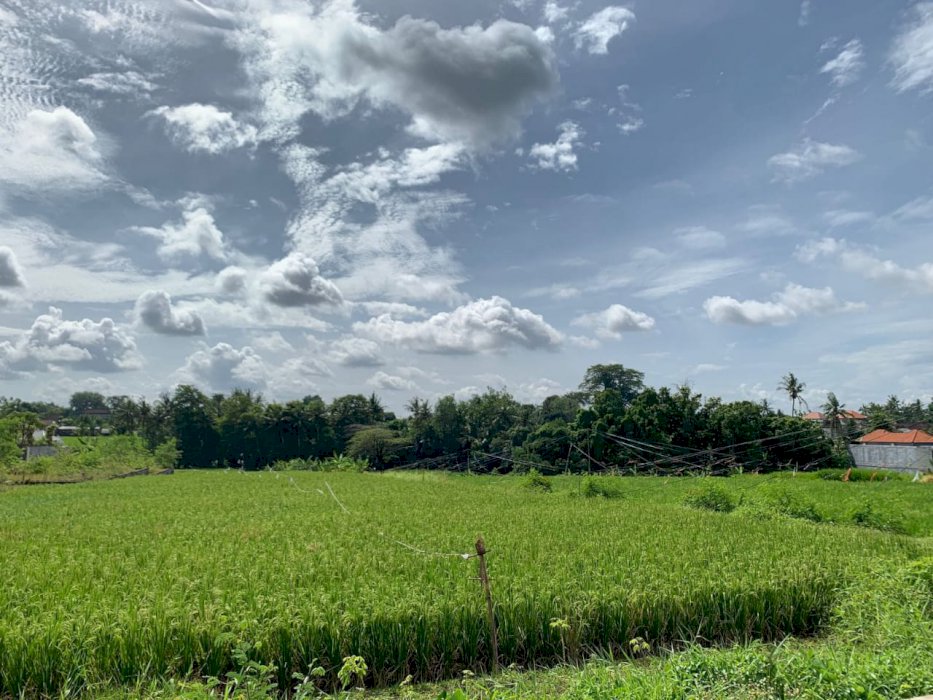 Hot sale tanah kavling tumbak bayuh temurah view sawah cocok utuk vila