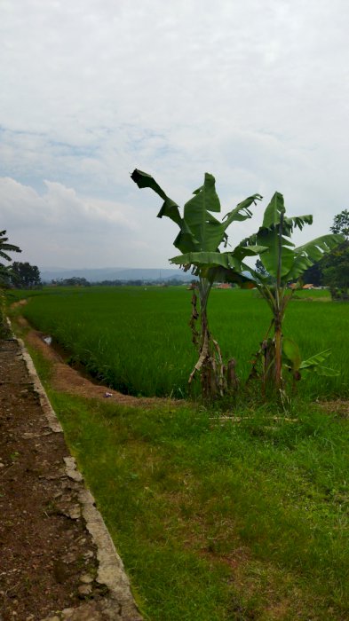 TANAH SAWAH