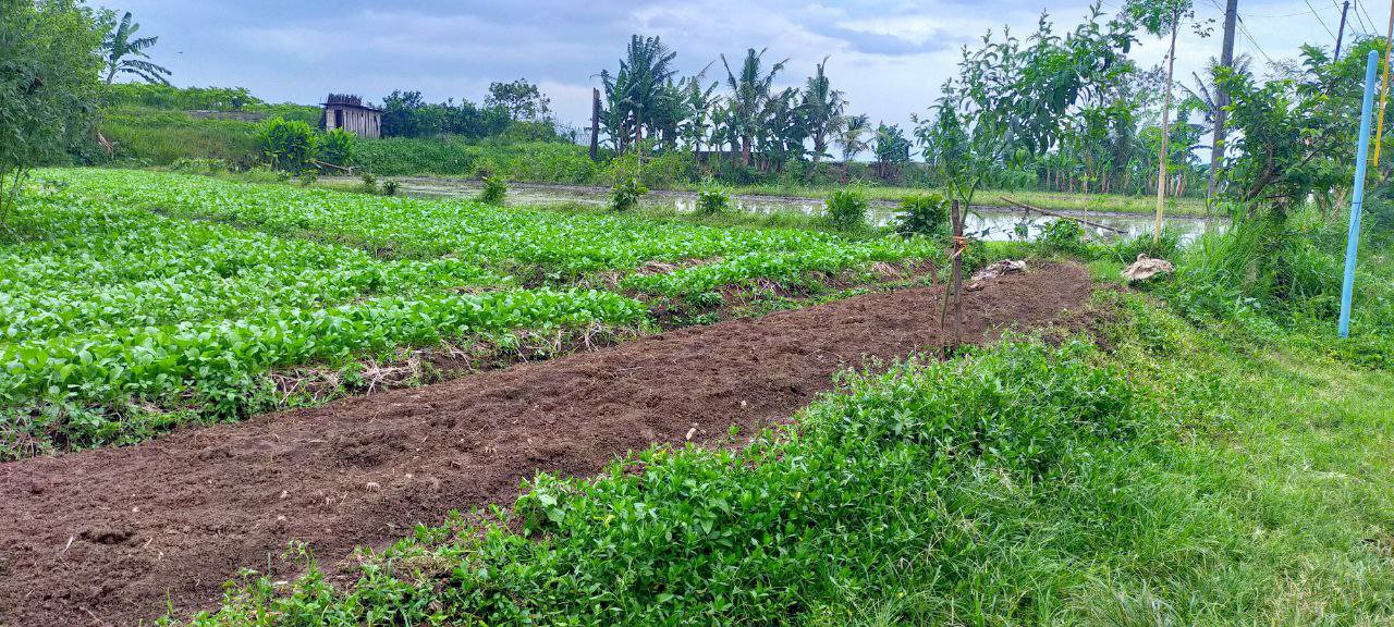 Tanah SHM Strategis 0 Jalan Aspal Ngenep Karangploso Malang