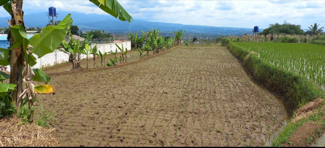 DI JUAL SAWAH MURAH DI CISAAT SUKABUMI