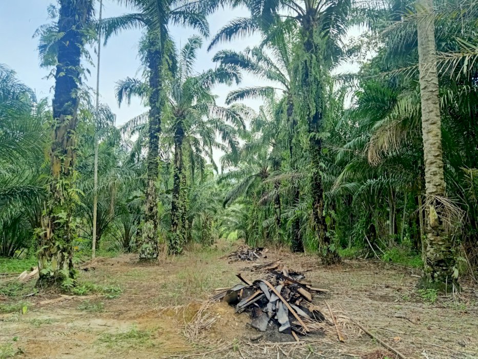 Dijual Tanah Murah & Dekat Lokasi Wisata Giant Hill