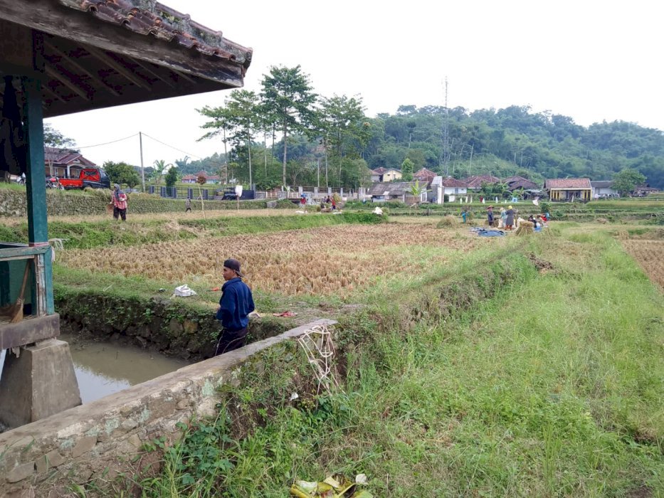 DIJUAL CEPAT SAWAH PRODUKTIF, KOLAM IKAN DAN SAUNG