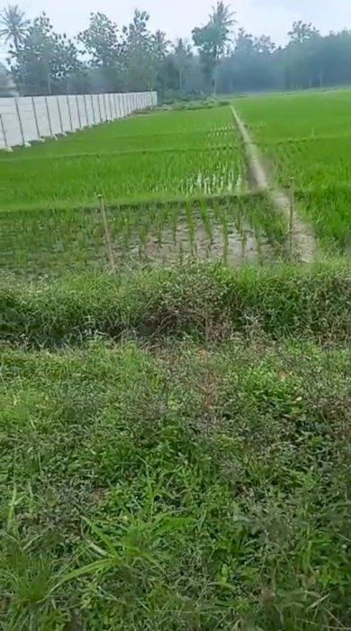 Dijual cepat Tanah Di o Desa Sabahbalau