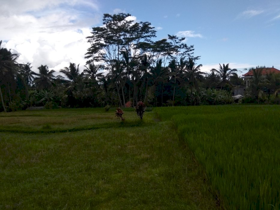 Tanah sawah produktif di Ubud Bali
