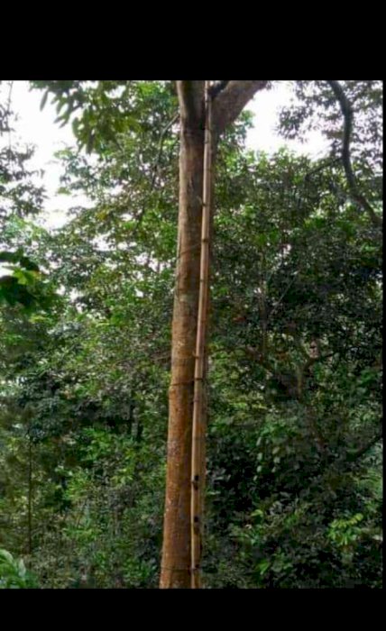 Di jual tanah dan kebun durian