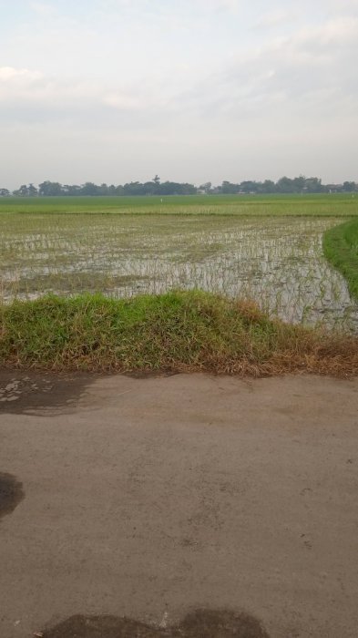 Sawah di jual luas 4300 meter... Harga permeter 500rbu