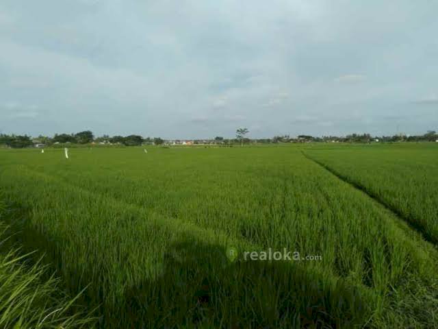 Jual sawah daerah desa rawakidang kec. Sukadiri kab.tangerang-banten