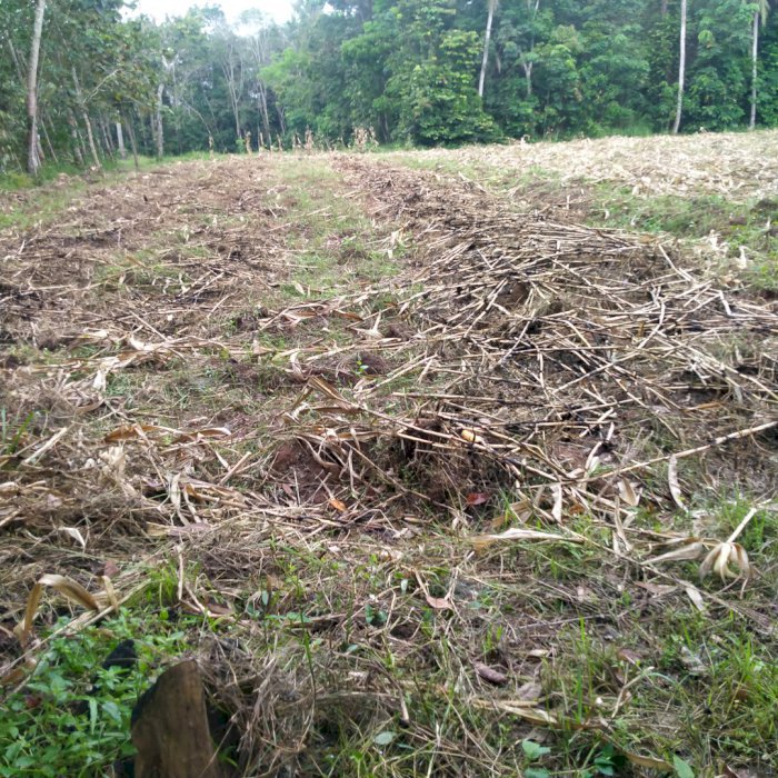 Dijual cepat Tanah 5 hektar