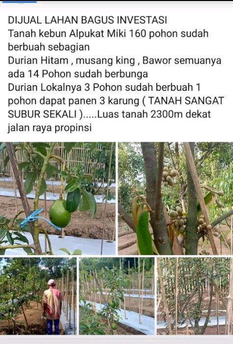 Dijual rumah sama tanah sama perkebunan