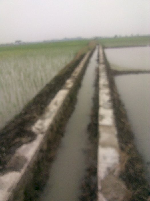 jual tanah sawah murah untuk investasi jaminan 100% untung