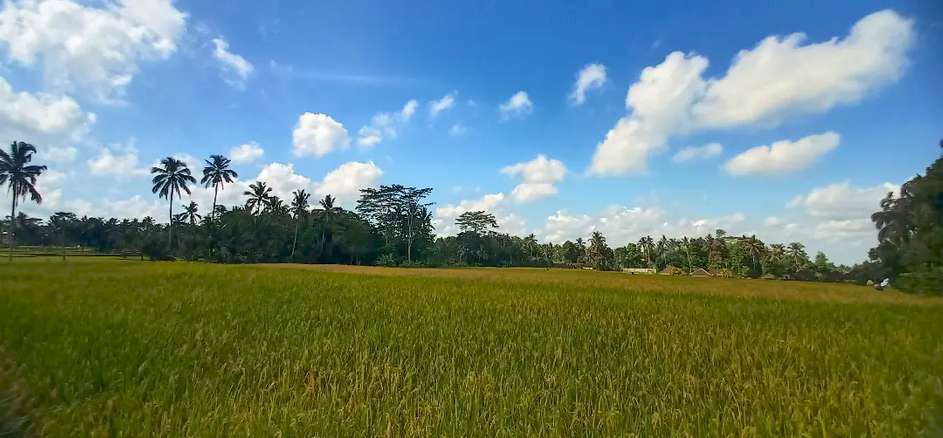 Sangat BUC dijual tanah 26 are di ubud