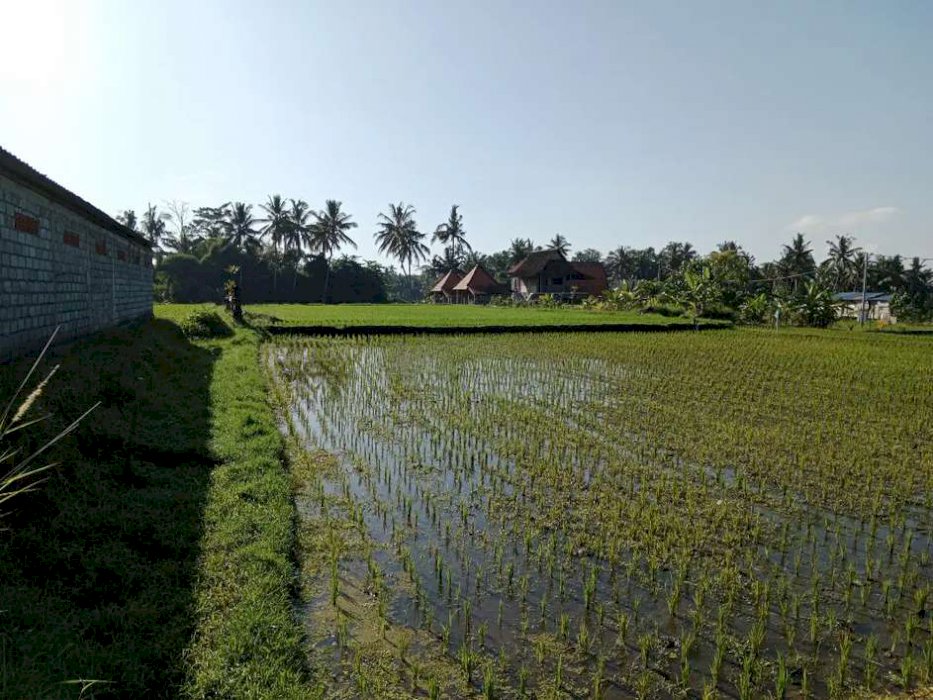 BUC dijual tanah murah di ubud ls 25 are