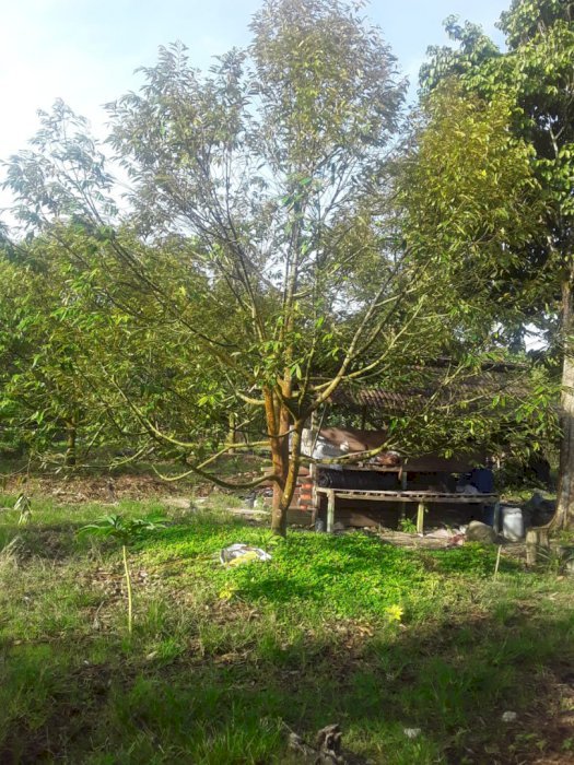 Jual lahan perkebunan