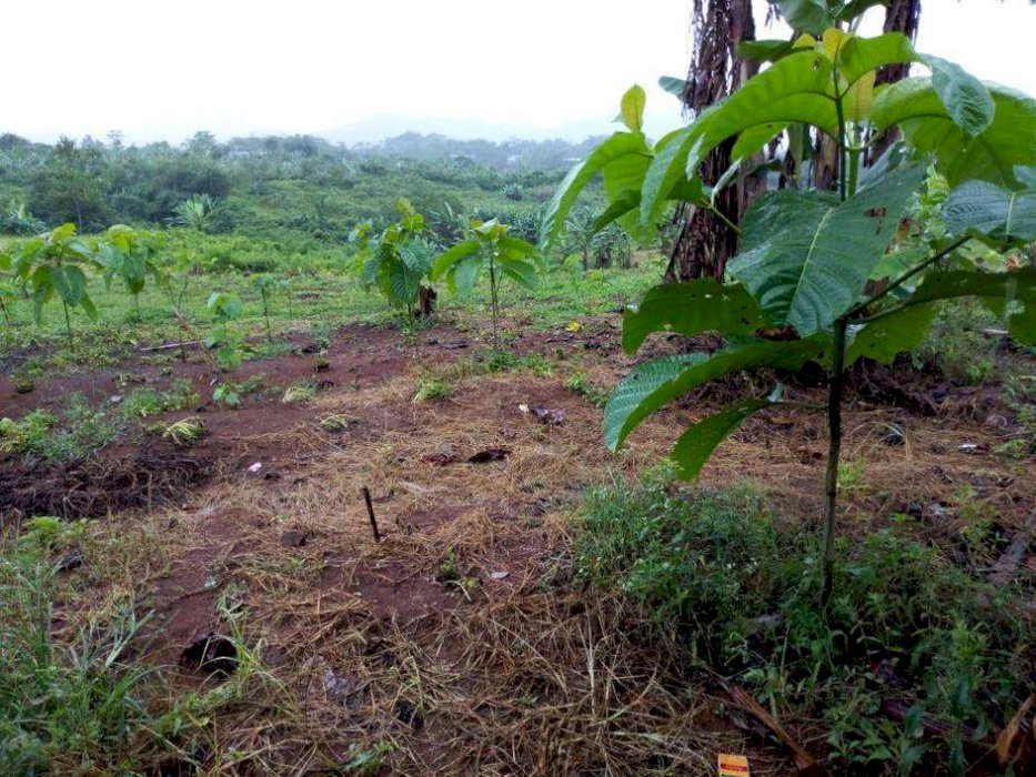 Dijual Tanah Darat, bogor