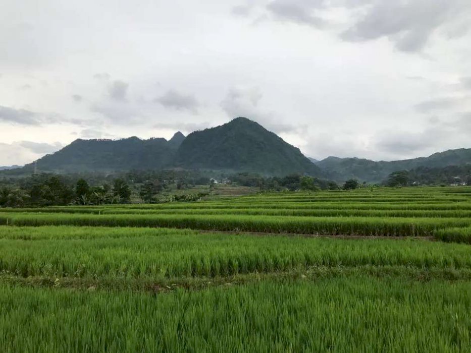 KAVLING SAWAH PRODUKTIF MURAH INDAH BEST SELLER DEKAT JKT FREE GAZEBO