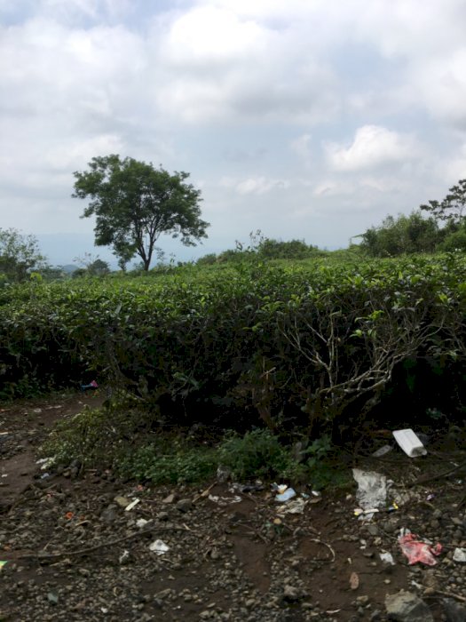 Jual tanah seluas 8000 M