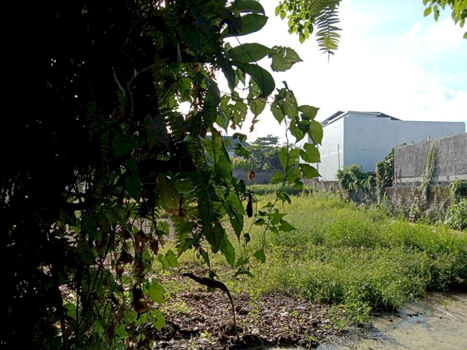 Dijual tanah pererenan Canggu Bali batu bolong
