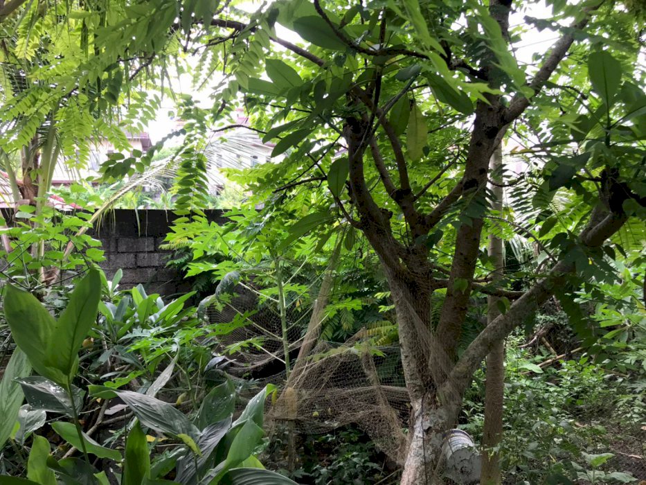 Dijual tanah super bagus los sungai di pantai 5 dekat capela