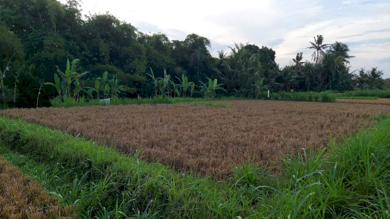 Super buc owner kepepet dana dijual lahan 23 are lokasi bypass