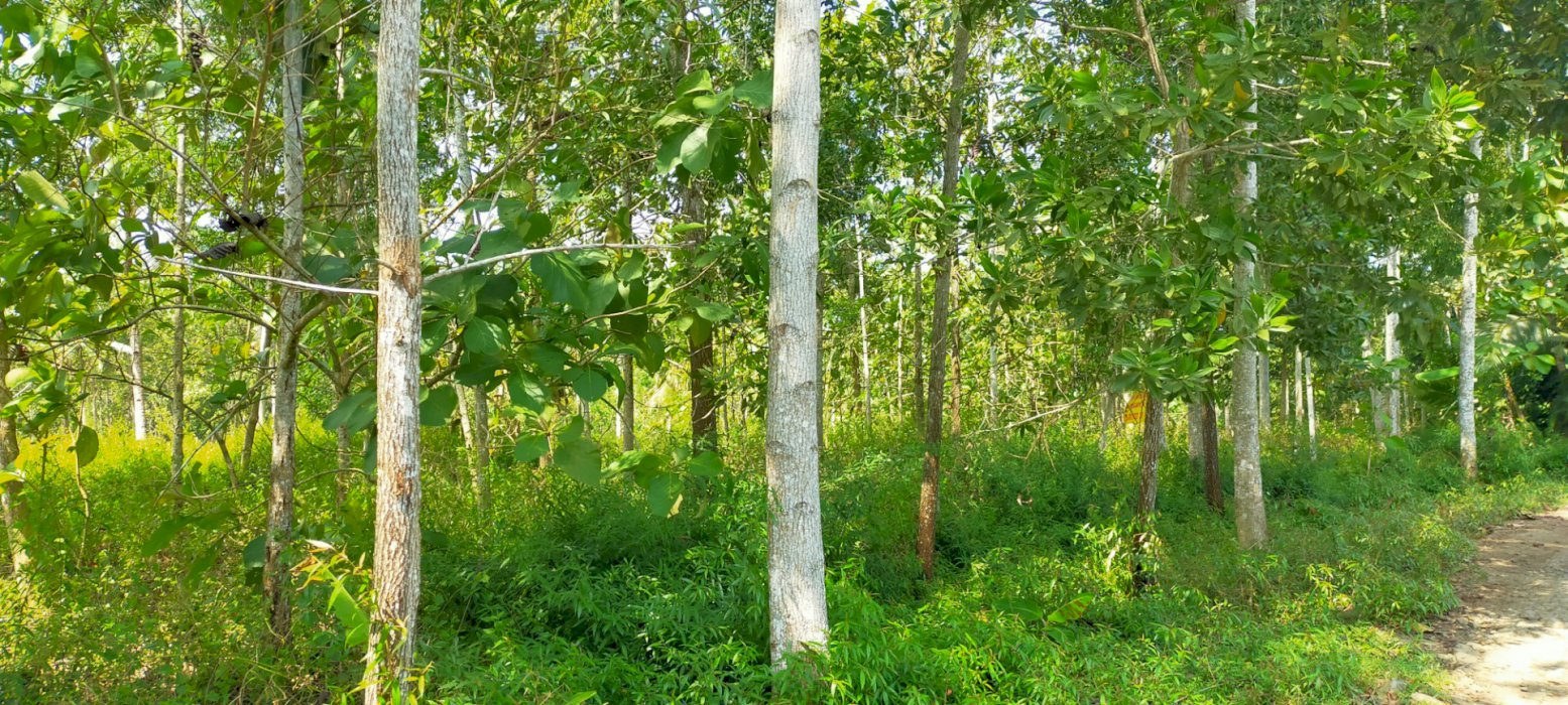 Tanah sudah SHM luas 2635m