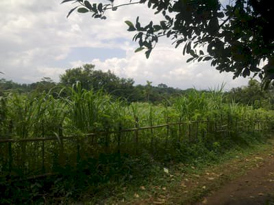 Dijual Tanah cocok utk pesantren atau rumah Daerah Cimanggis, Bogor