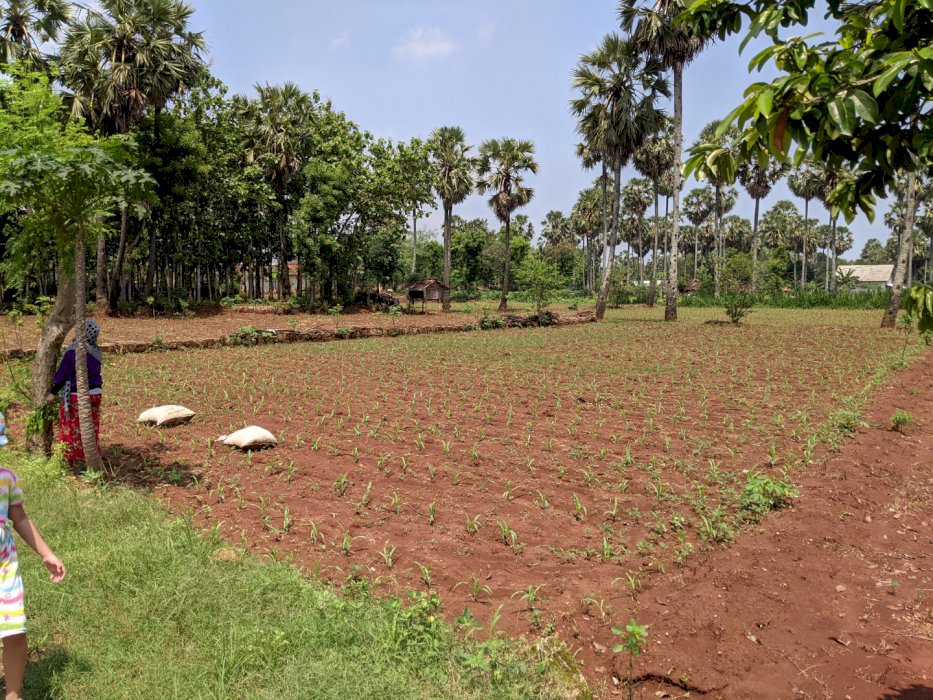 Tanah tegal luas 600mÂ² siap kavling
