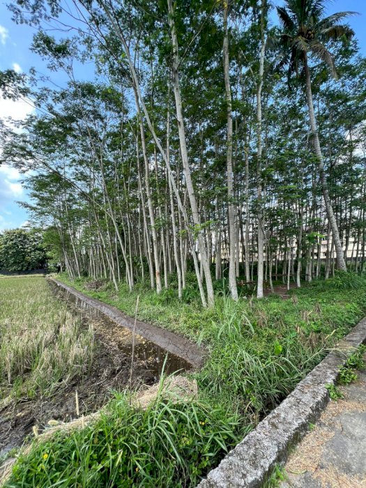 JUAL TANAH STRATEGIS, NGEMPLAK SLEMAN YOGYAKARTA