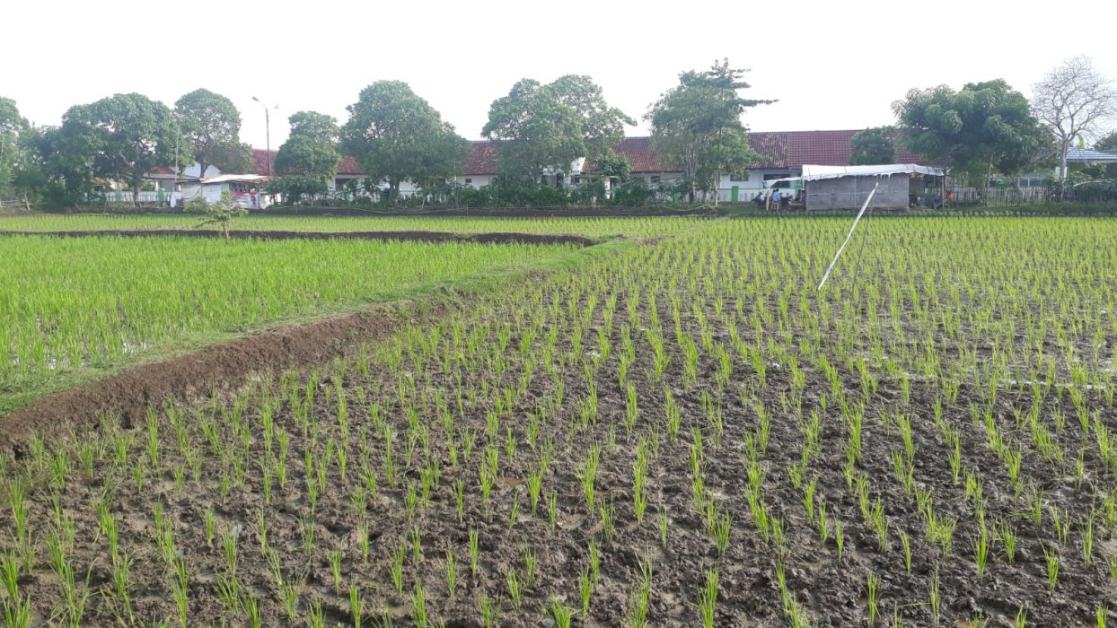 Tiga bidang tanah di pinggir jalan.