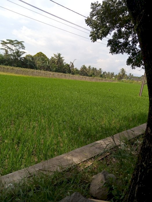 Sawah 840m2 siap pakai, siap garap atau perumahan