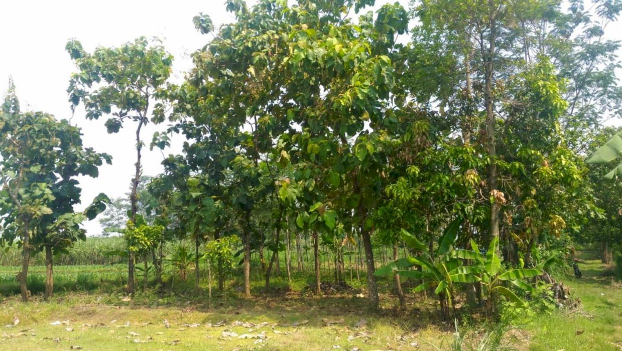 Dijual murah tanah kavling pekarangan BONUS Pohon JATI